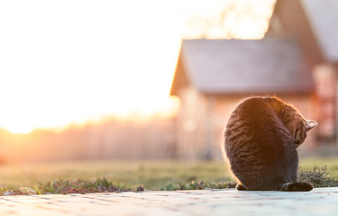 Countryside cat doing different activities while enjoying life.
