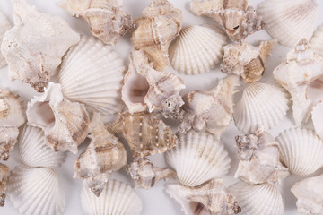 some shells on the background	