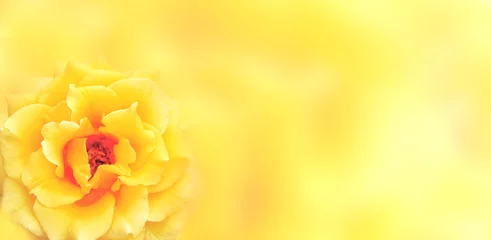 Poster de jardin Roses Banner with yellow rose