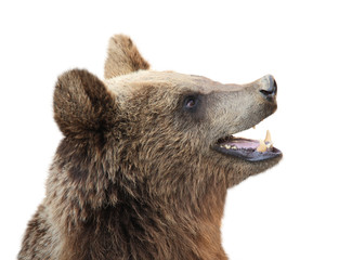 Fototapeta premium Niedźwiedź brunatny (Ursus arctos)