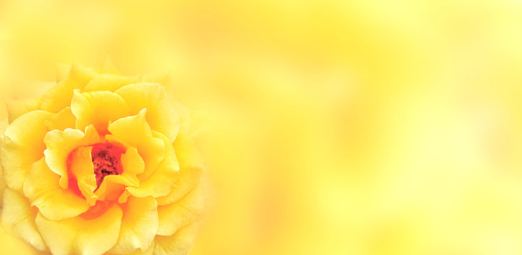 Fototapeta Banner with yellow rose