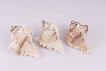 Obraz na płótnie Canvas three shells on a white background 