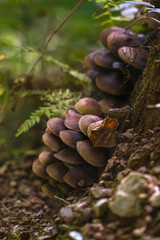 Honey mushrooms cluster in the forest, closeup shot