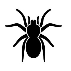 Spider or tarantula it is black icon .