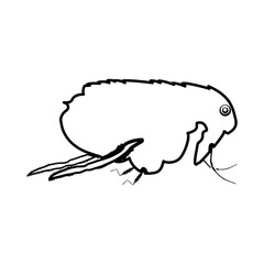 Flea black icon .
