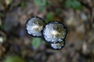Lawyer's wig (inkcap) edible mushroom, Coprinus comatus