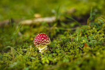 Toxic and hallucinogen mushroom Amanita muscaria in closeup