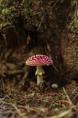 Toxic and hallucinogen mushroom Amanita muscaria in closeup