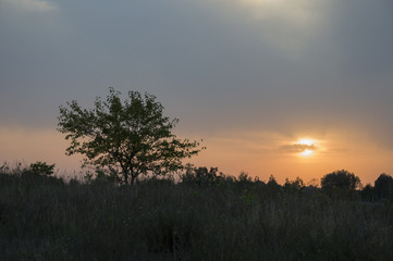 Sundown and sunrises. Purple violet sky and much clouds. Silhouette of  lonely tree in the dark meadow on the background of heaven. Tender evening