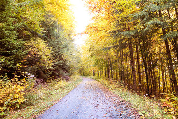 Road through the autumn forest.