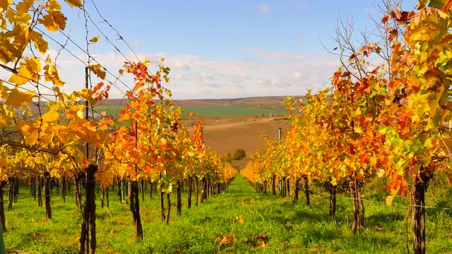 Autumnal vineyard. Yellow orange red leaves on grapevine plants in vinery, last warm sun rays in the windy afternoon. 