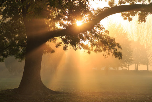 Sun rays shining through the trees in a foggy park during an autumn sunrise.
