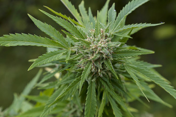 Cannabis flower
