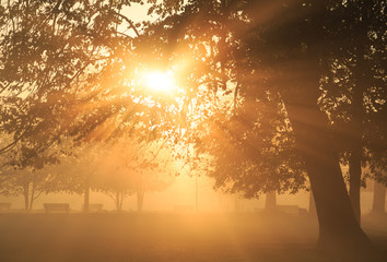 Sun rays shining through a tree in a foggy park during an autumn sunrise.