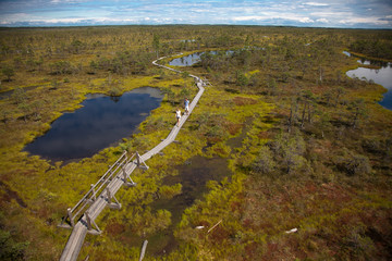 a wooden path among the swamps