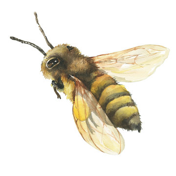Hand drawn illustration bee wild insect.  Closeup of a western honey bee or European honey bee (Apis mellifera). Watercolor hand  painting illustration, isolated on white background.
