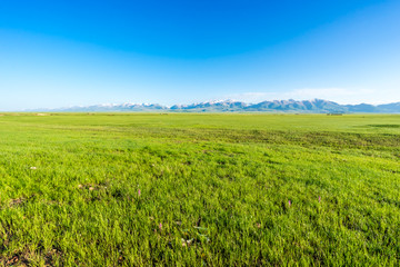 grasland in Xinjiang,China