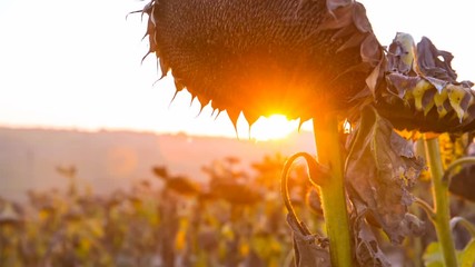 Sunflowers absorb the last rays of the sun