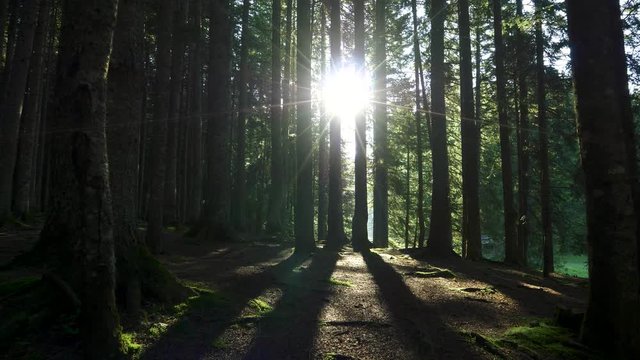 Walking through mysterious forest. POV. UHD, 4K