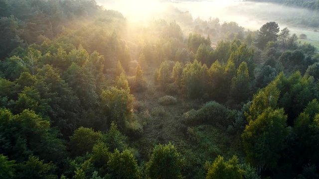Summer forest early in the morning. High quality aerial drone shot