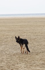German shepherd standing on the sand on a beach
