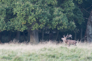 Red deer