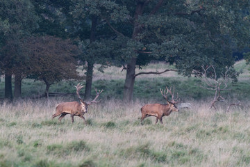 Red deer