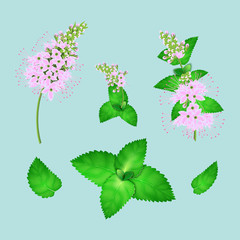 mint leaves and flowering