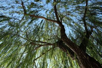 柳の木を見上げる