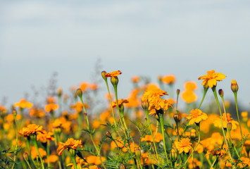 Orange flowering  marigolds against a blue sky
