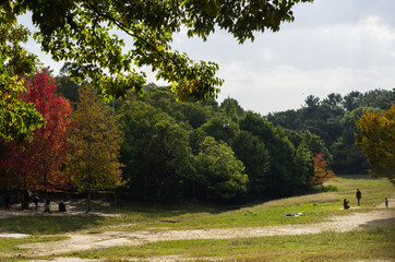 秋の公園の風景