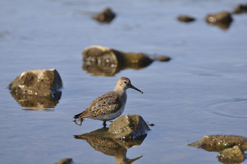 Sandpiper on the river. Sandpiper, game, bird, wild nature, animals, nature, fauna, flora, reflection 
