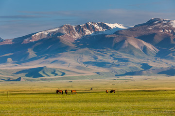 grassland