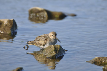 Sandpiper on the river. Sandpiper, game, bird, wild nature, animals, nature, fauna, flora, reflection 