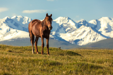 Fototapeta na wymiar The horse under snow mountains