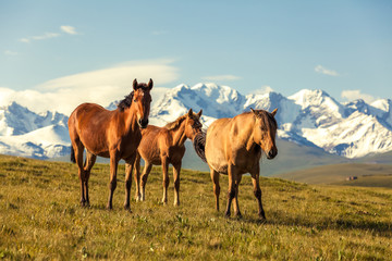 Fototapeta na wymiar Horses under snow mountains