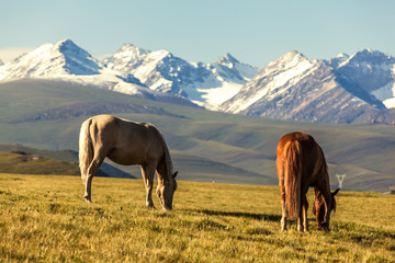 Horses under snow mountains