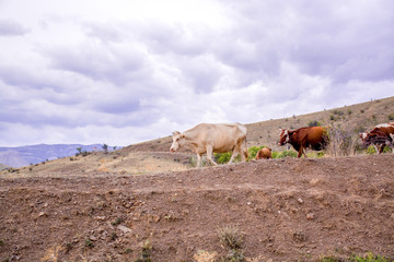 Cows on the mountain