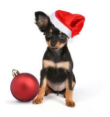 new year dog puppy breed Russian toy white background isolated small black cute red ball santa claus cap