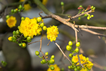 Yellow apricot blossom