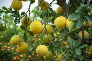 Ripe and green pomelo fruit tree in the garden.