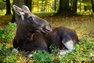 klępa-samica łosia © Janusz Lipiński