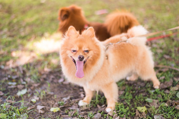 Fototapeta na wymiar Brown dogs walking in park,Obedient pet with his owner