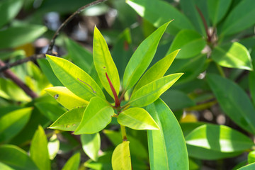 Mangrove tree in South Vietnam