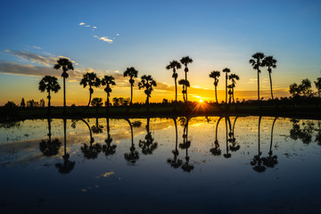 Sunrise landscape with sugar palm trees on the paddy field in morning. Mekong Delta, Chau Doc, An...