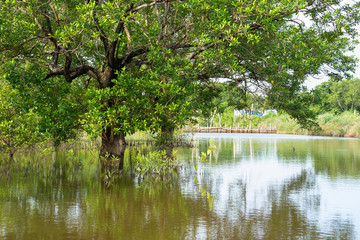 Mangrove forest in Ca Mau province, Mekong delta, south of Vietnam