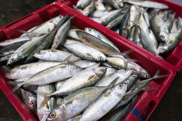 Obraz premium Fishes in Tac Cau fishing port, Me Kong delta province of Kien Giang, south of Vietnam
