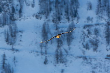 adult bearded vulture (gypaetus barbatus) in flight, forest, snow