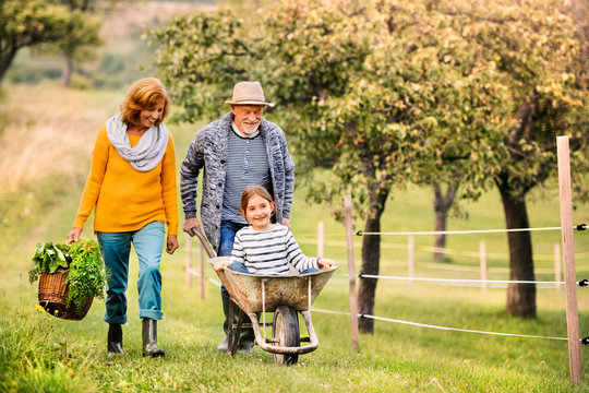 Senior couple with grandaughter gardening in the backyard garden
