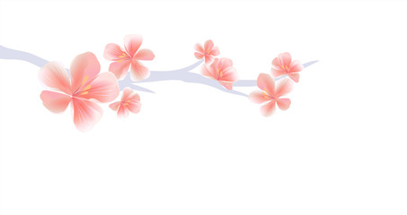 Obraz na płótnie Canvas Branch of Sakura with Pink flowers isolated on White background. Sakura flowers. Cherry blossom. Vector